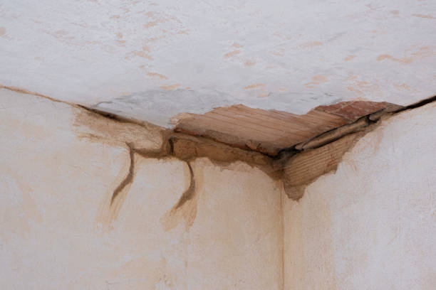 Best Professional water damage repair  in Siesta Shores, TX